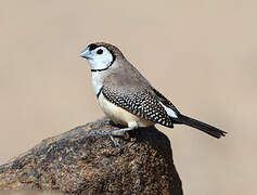 Double-barred Finch