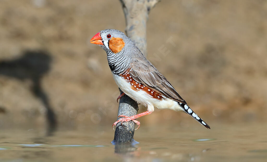 Sunda Zebra Finch male adult, identification