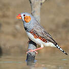 Diamant mandarin