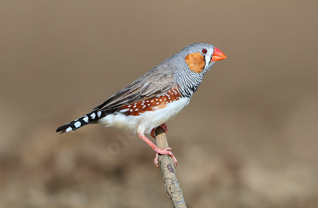 Diamant mandarin mâle adulte, identification