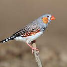 Diamant mandarin