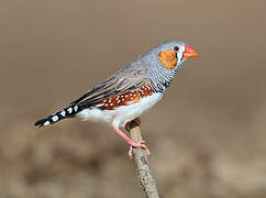 Sunda Zebra Finch