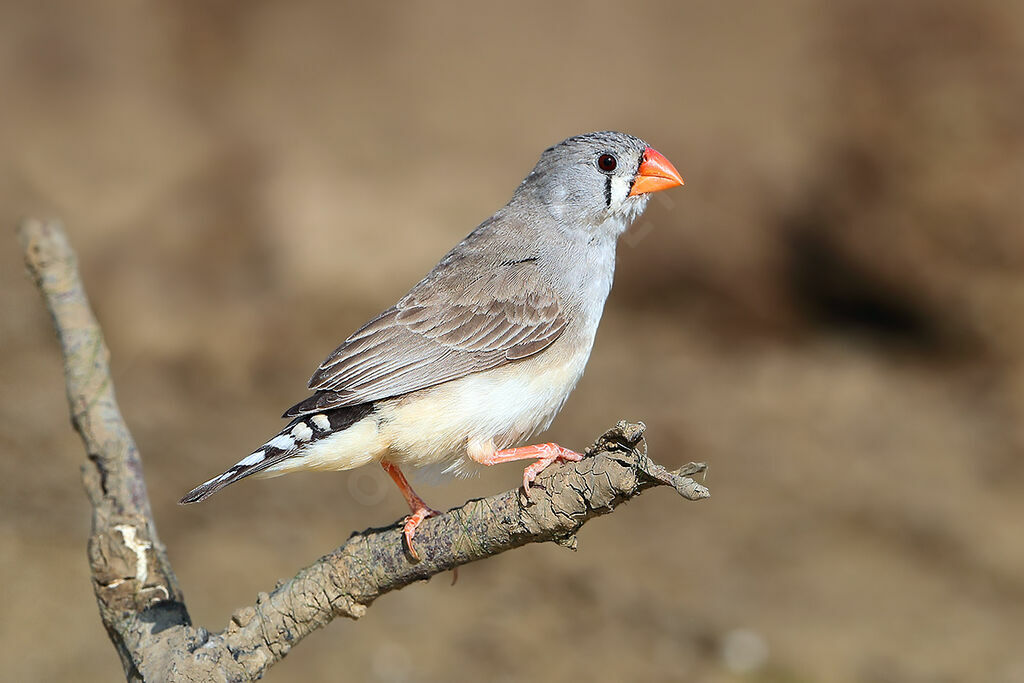 Diamant mandarin femelle adulte, identification