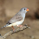 Diamant mandarin