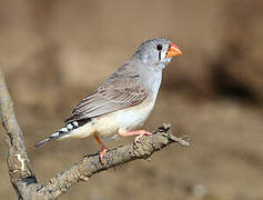 Sunda Zebra Finch