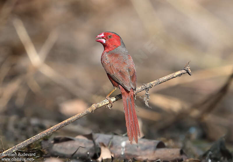Crimson Finch male adult, aspect, pigmentation