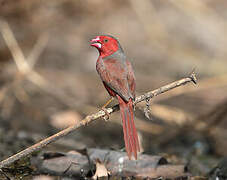 Crimson Finch