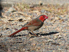 Crimson Finch