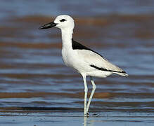 Crab-plover