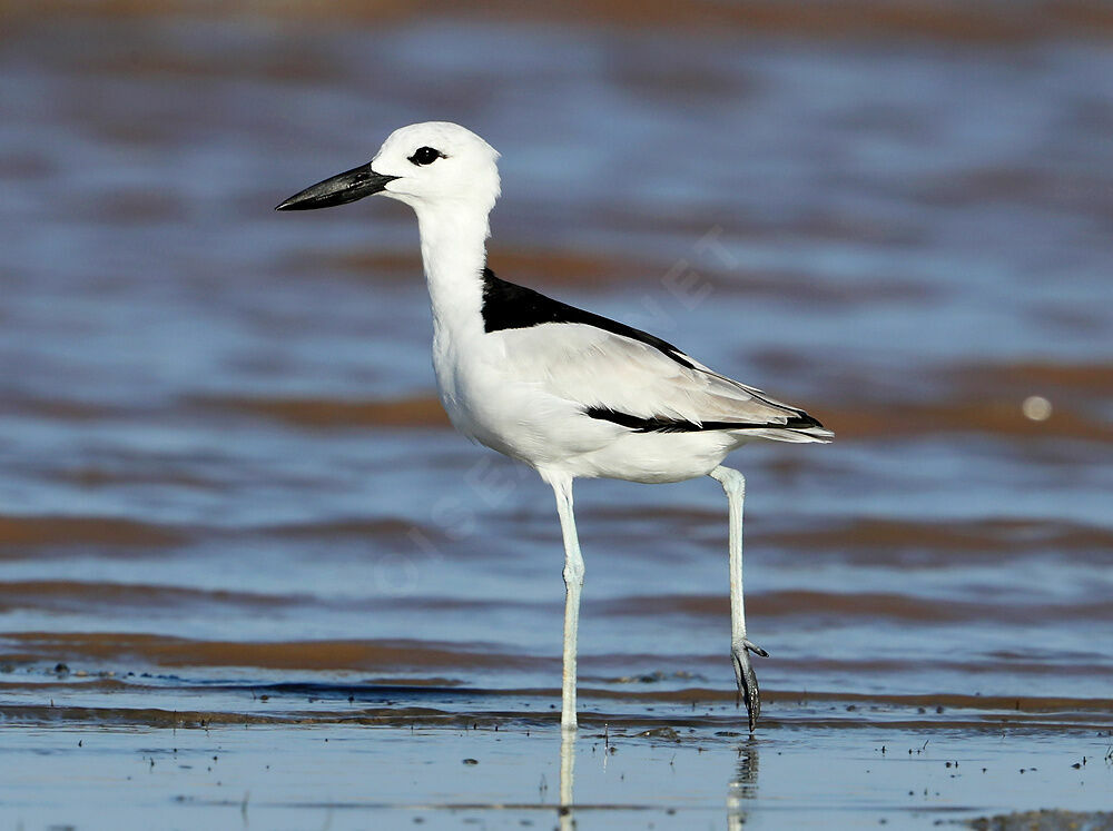 Crab-plover