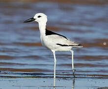 Crab-plover