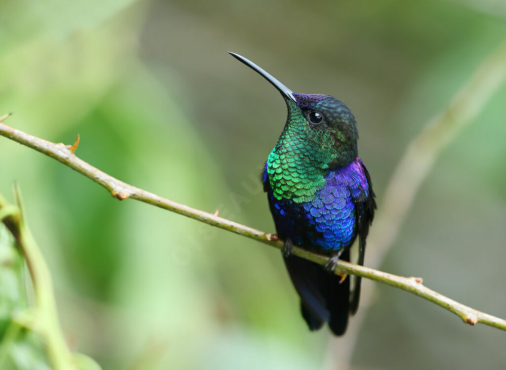 Crowned Woodnymph male adult, identification