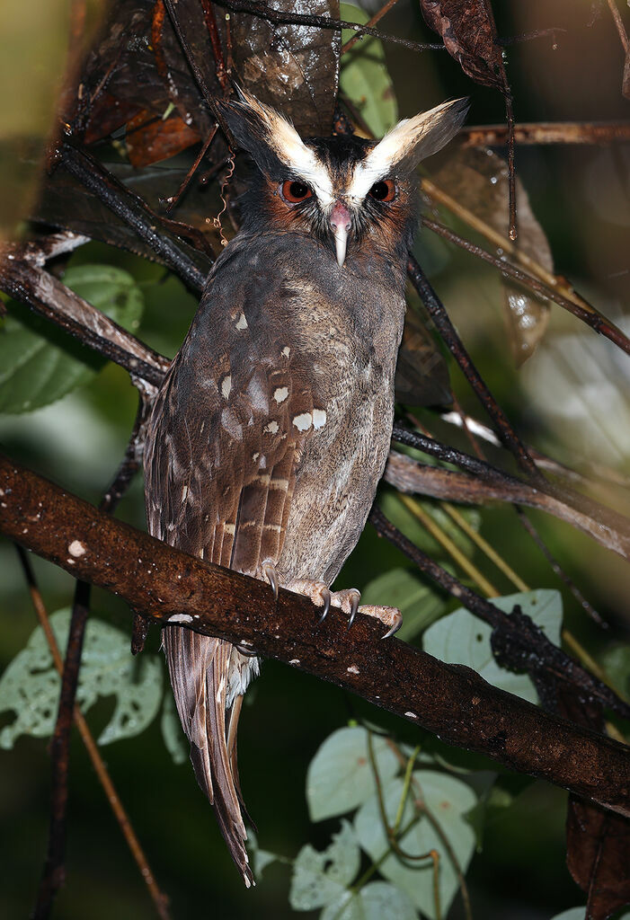 Duc à aigrettesadulte, identification