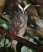 Crested Owl