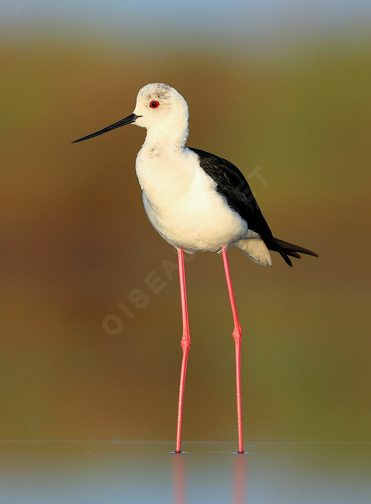 Black-winged Stilt male adult breeding, identification