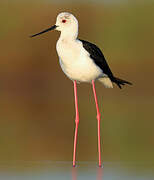 Black-winged Stilt