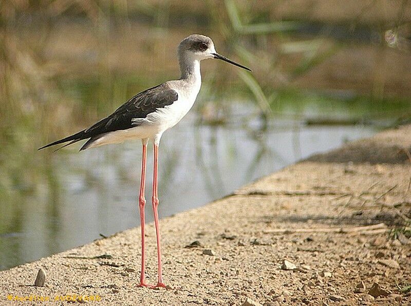 Black-winged Stilt