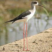 Black-winged Stilt