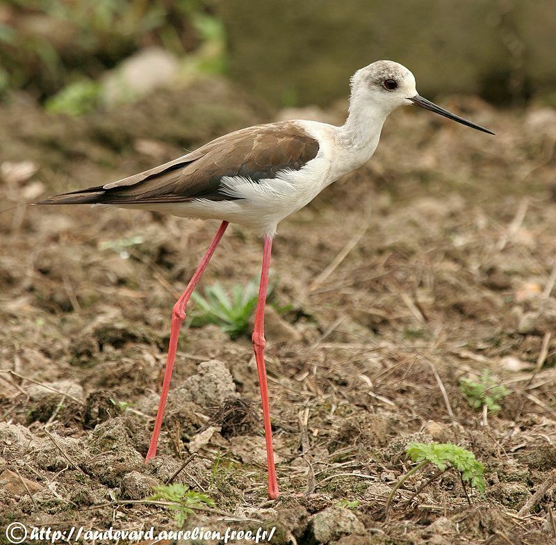 Black-winged Stilt