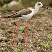 Black-winged Stilt