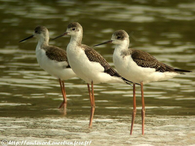 Black-winged Stiltjuvenile