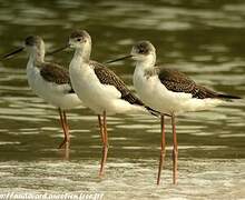 Black-winged Stilt