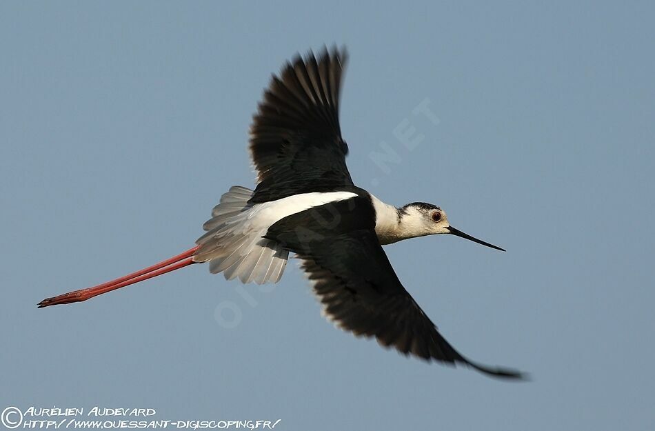 Black-winged Stilt