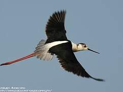 Black-winged Stilt