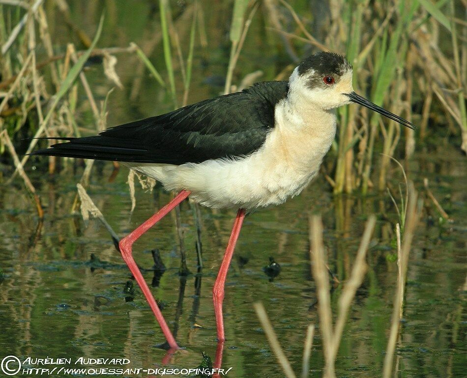 Black-winged Stilt