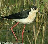 Black-winged Stilt