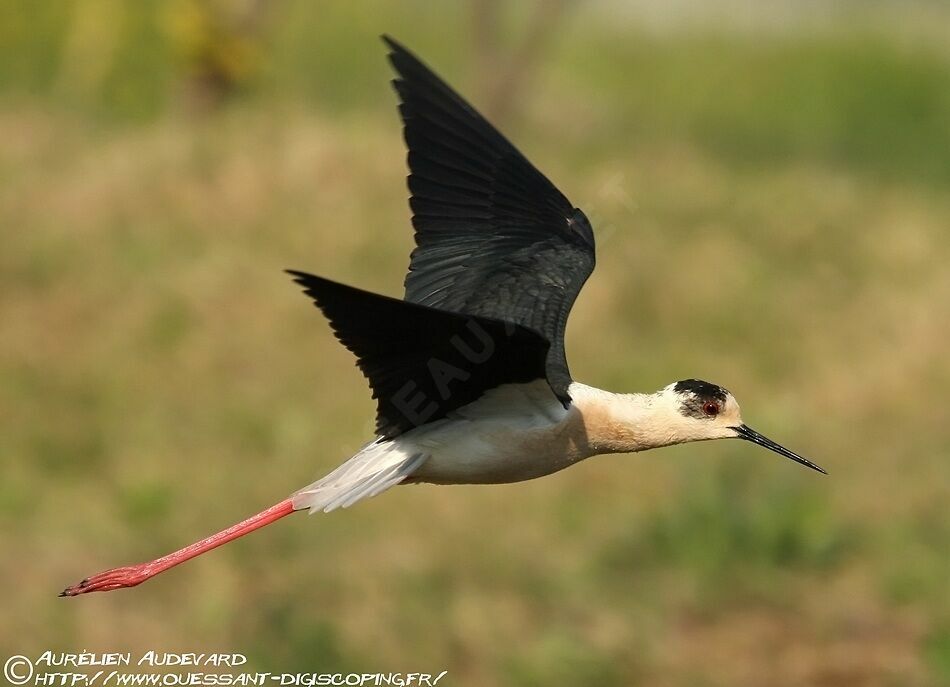 Black-winged Stilt