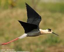 Black-winged Stilt