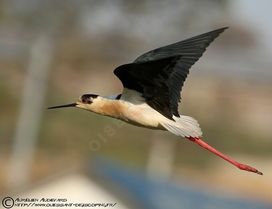 Black-winged Stilt male adult breeding