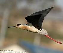 Black-winged Stilt