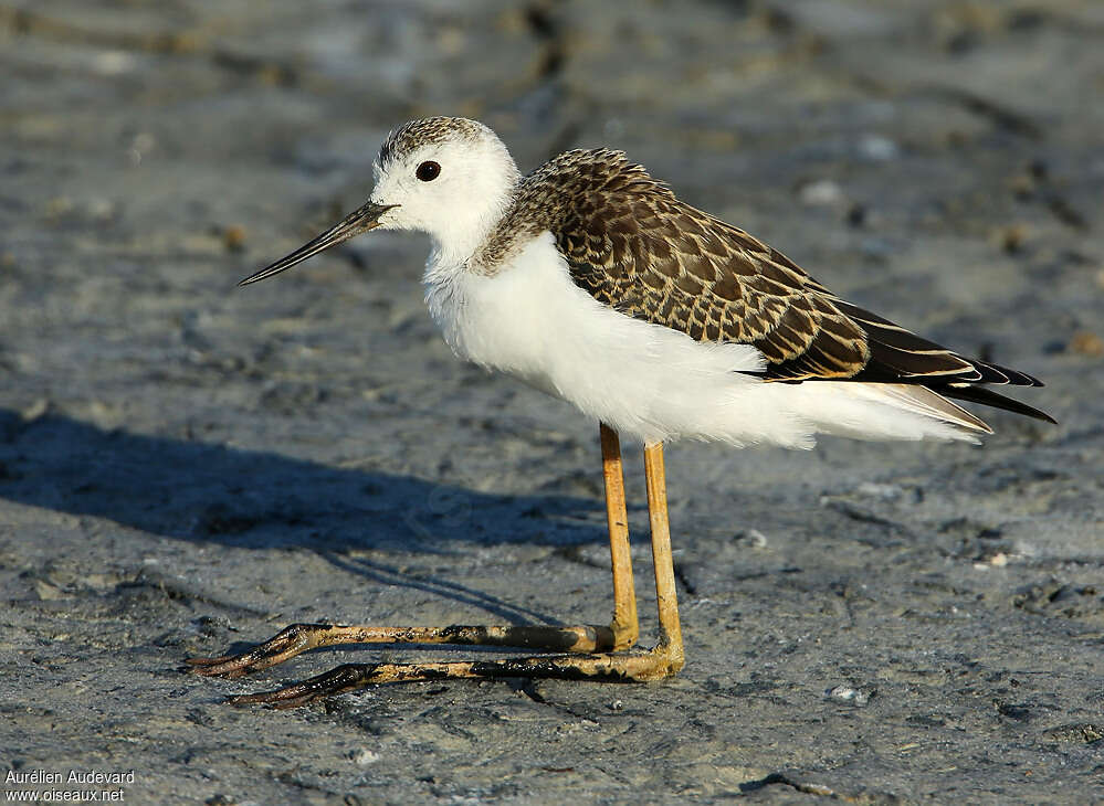 Black-winged Stiltjuvenile, Behaviour