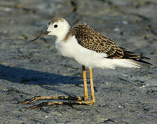 Black-winged Stilt