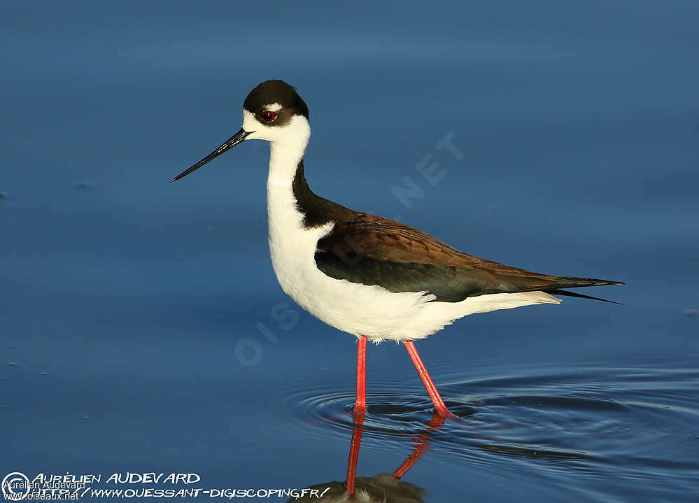Échasse d'Amérique, identification
