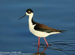 Black-necked Stilt