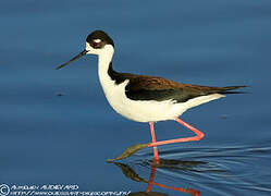 Black-necked Stilt