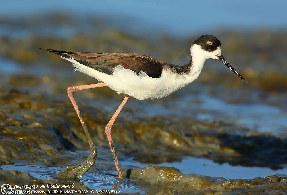 Black-necked Stiltadult post breeding, identification, walking