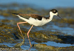 Black-necked Stilt