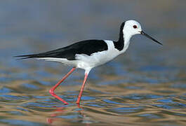 Pied Stilt