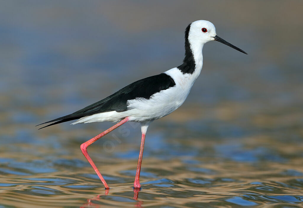 Échasse d'Australie mâle adulte, identification