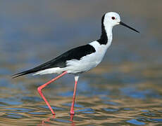 Pied Stilt