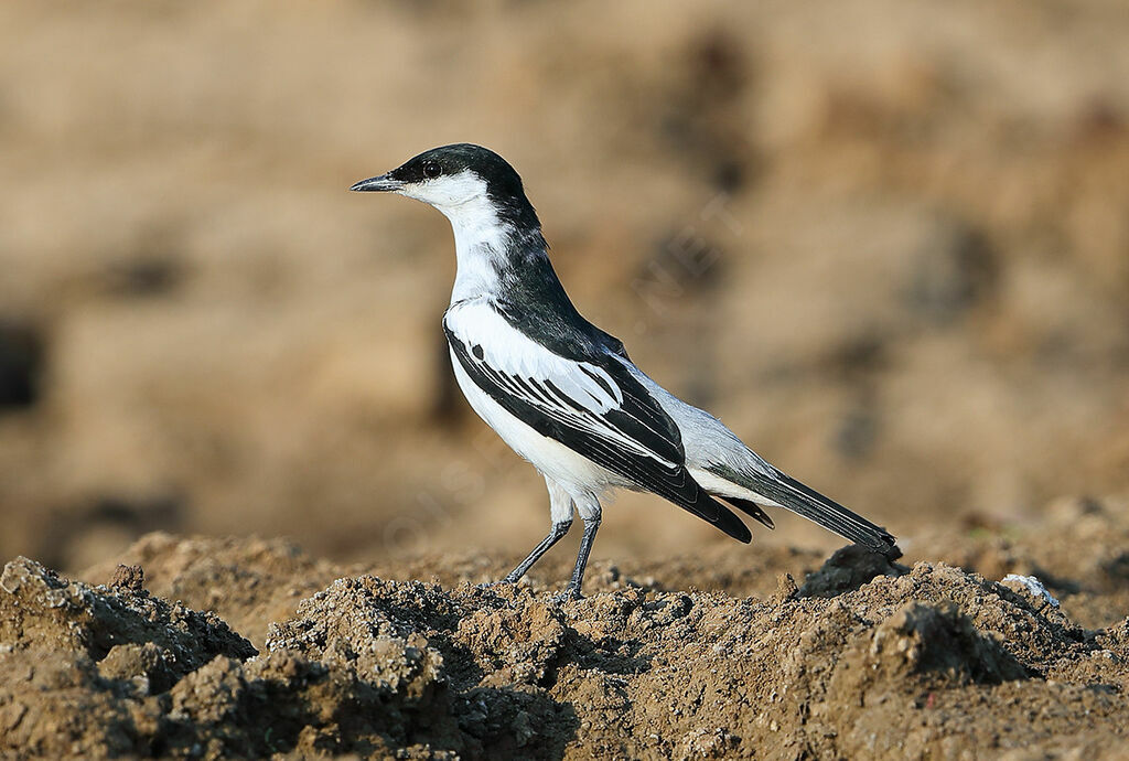 White-winged Triller male adult, identification