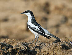 White-winged Triller