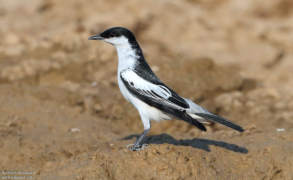 White-winged Triller male adult, identification