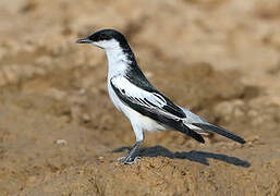 White-winged Triller