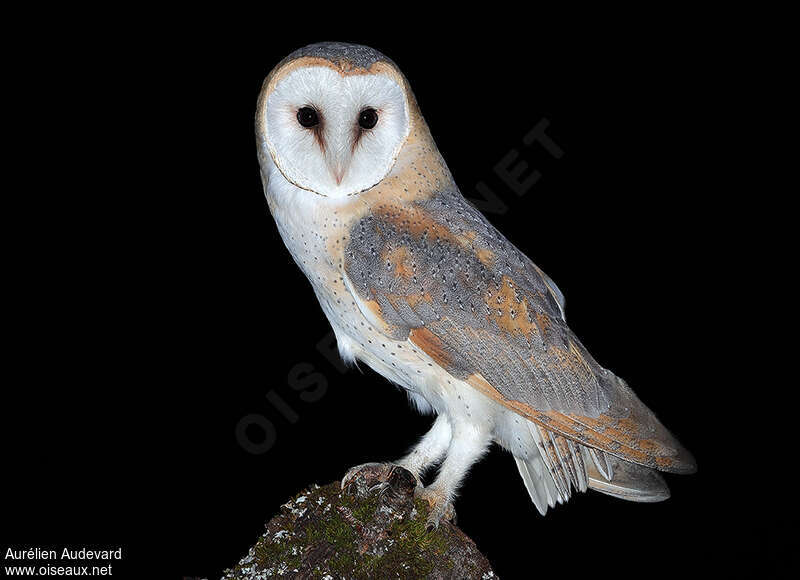 Western Barn Owl male adult breeding, identification