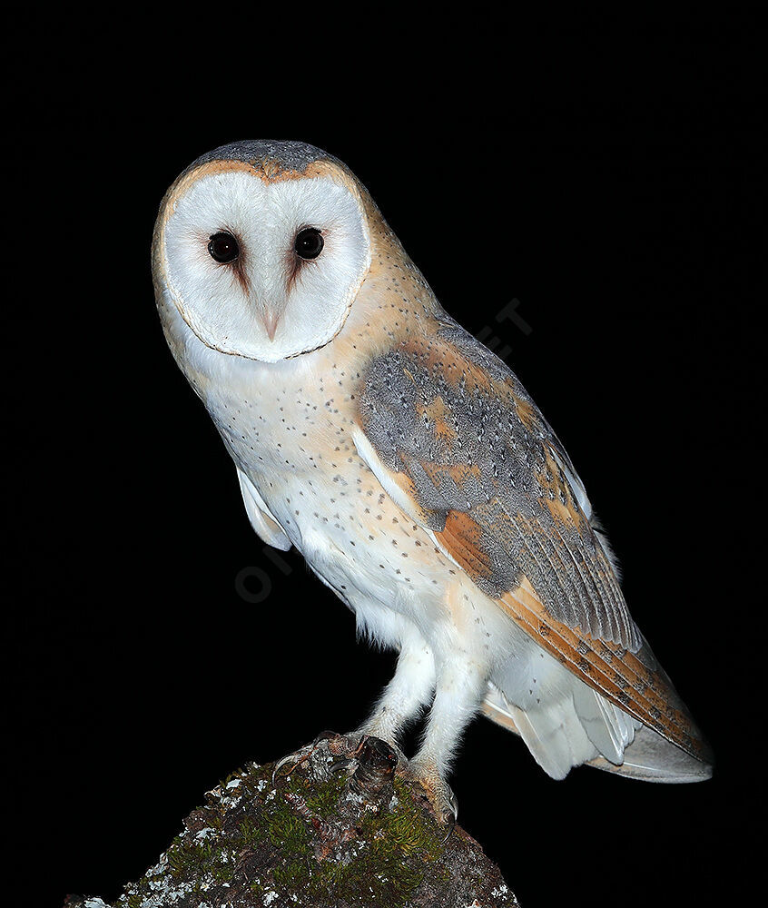 Western Barn Owladult breeding, identification